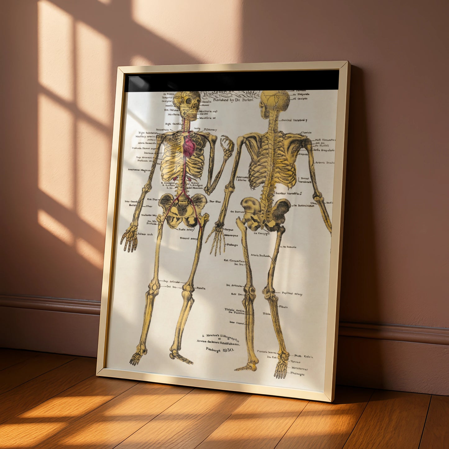 Halloween Skeleton Anatomy Poster, Vintage Medical Chart Wall Art, Gothic Skull Print