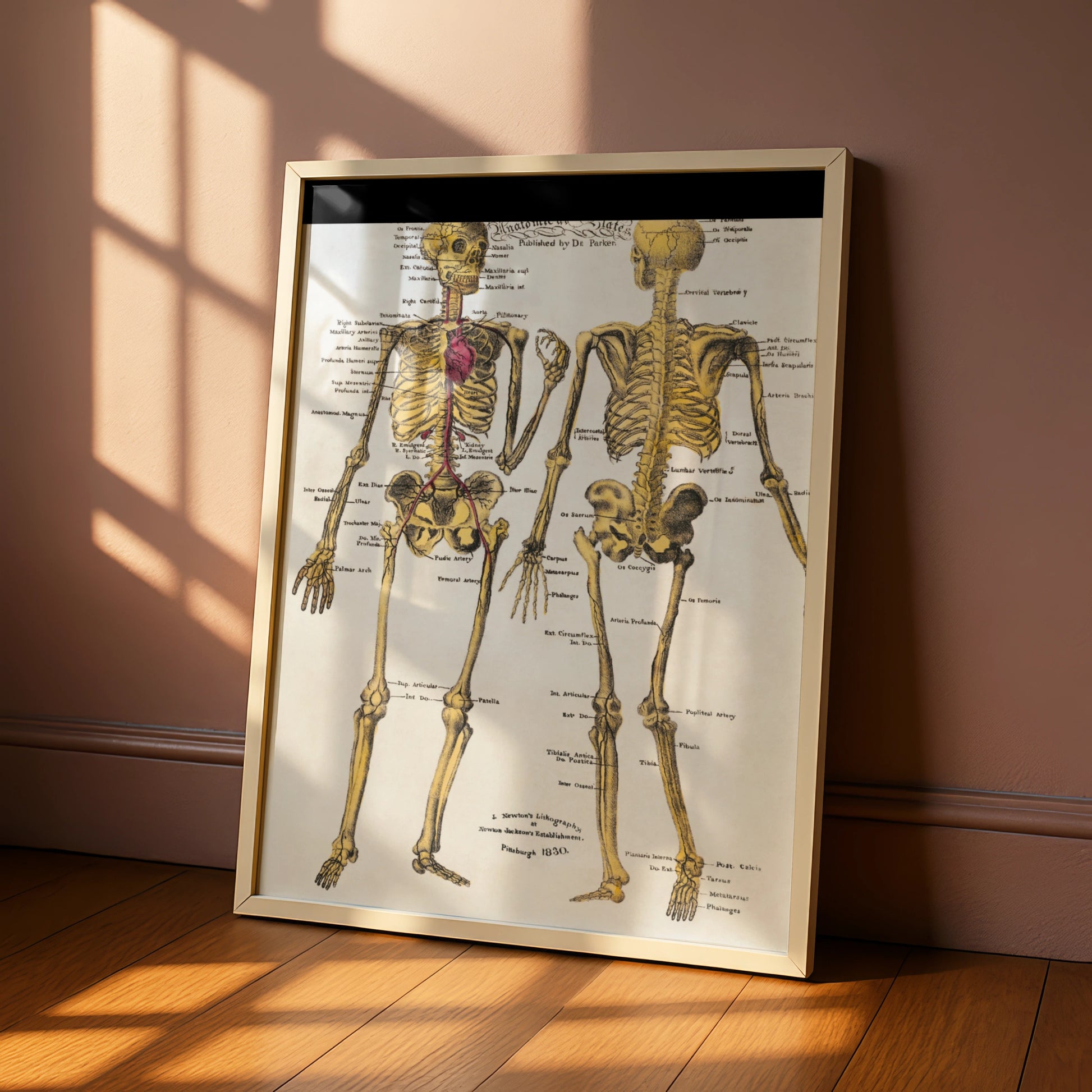 Halloween Skeleton Anatomy Poster, Vintage Medical Chart Wall Art, Gothic Skull Print