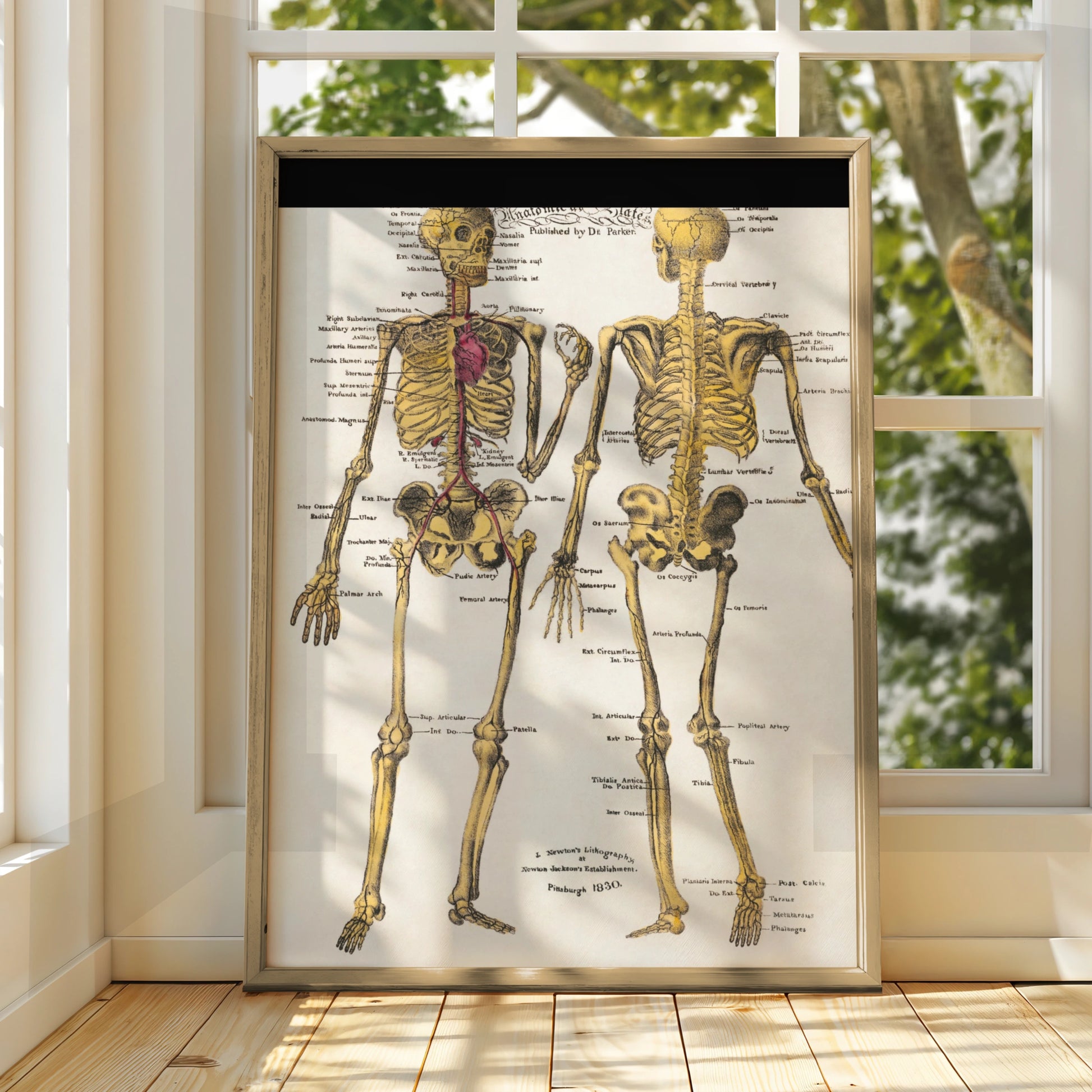 Halloween Skeleton Anatomy Poster, Vintage Medical Chart Wall Art, Gothic Skull Print