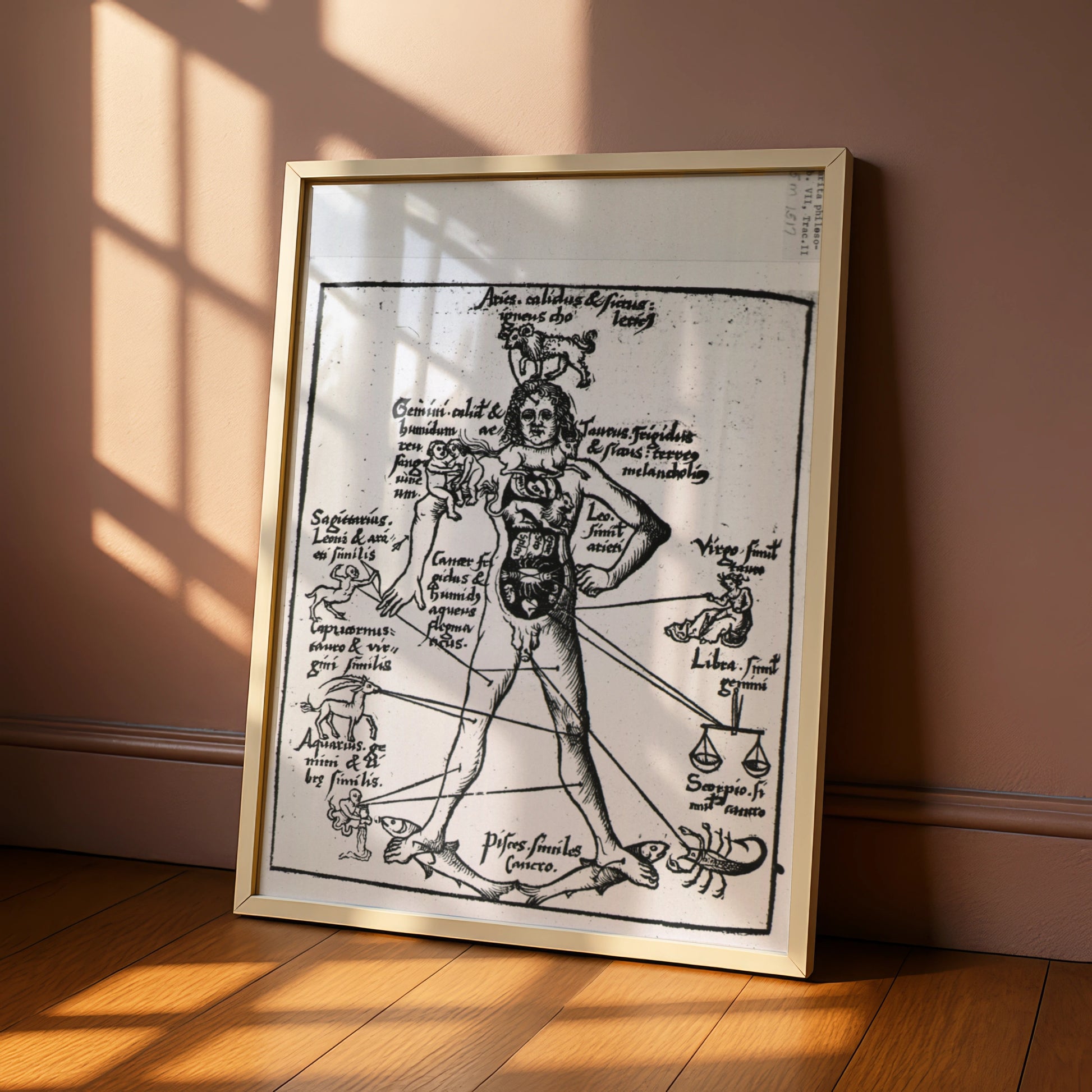 Medieval Zodiac Man Poster, Astrology Anatomy Art Print, Vintage Star Sign Wall Art