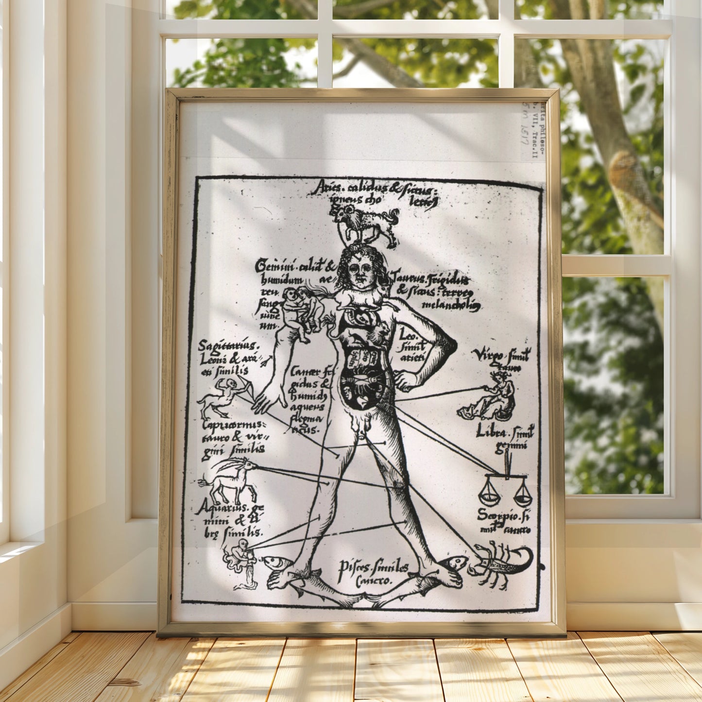 Medieval Zodiac Man Poster, Astrology Anatomy Art Print, Vintage Star Sign Wall Art